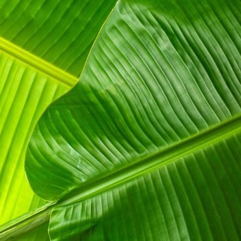Banana Leaves